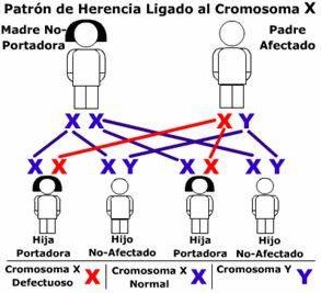 herencia ligada genes cromosomas sexuales portadores