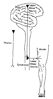 neurona motora
