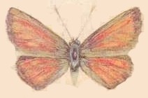 mariposa010