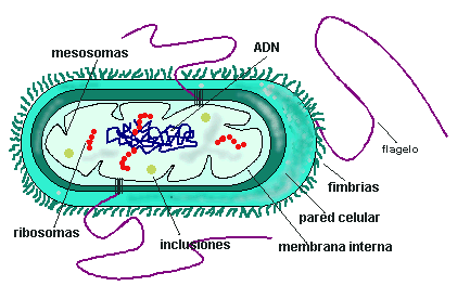 bacteria005
