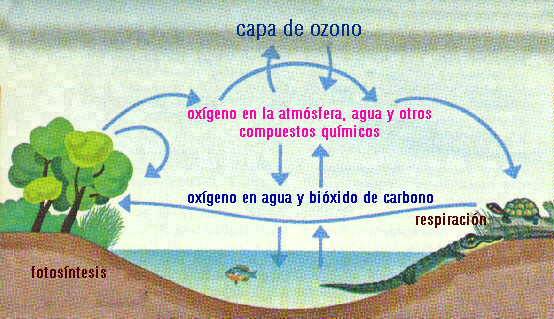 Ciclo Oxígeno