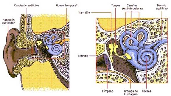 Anatomía  del oído